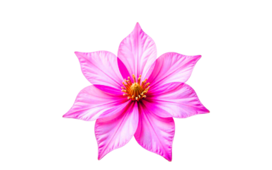 Multi-layered Clematisbloom isolated on white background PNG, high quality