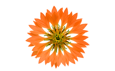 Isolated cornflower blossom with detailed petals on white background PNG
