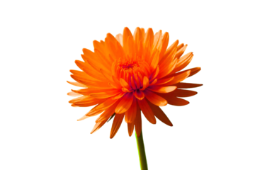 Craspedia bloom isolated on white background PNG, transparent background