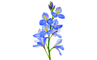 Wild Consolida flowers isolated on white background PNG, no shadows