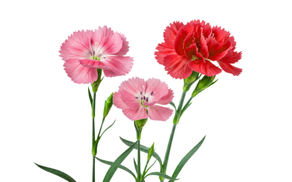 "Dianthus blossom with stem and leaves isolated on white background PNG"
