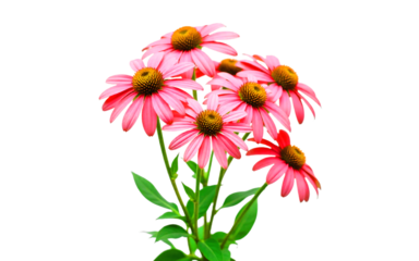 Cluster of echinacea blooms isolated on white background PNG, vibrant colors