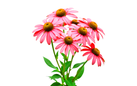Cluster of echinacea blooms isolated on white background PNG, vibrant colors