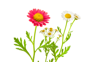 "Feverfew
blossom with stem and leaves isolated on white background PNG"
