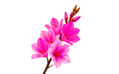"Freesia stem with multiple colorful blooms isolated on white background PNG, sharp and clear"