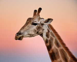 Obraz premium Cute close-up portrait of a tall giraffe in the zoo with long neck and spots