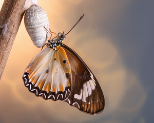 Butterfly resting on a tree and ground in a colourful garden with flowers and nature