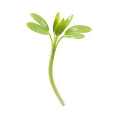Fototapeta premium Fresh Green Alfalfa Sprout