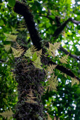 tree in the woods