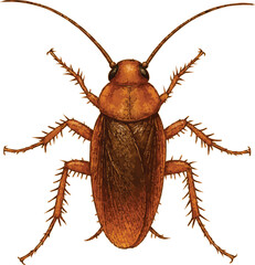 Realistic 4K Cockroach Illustration