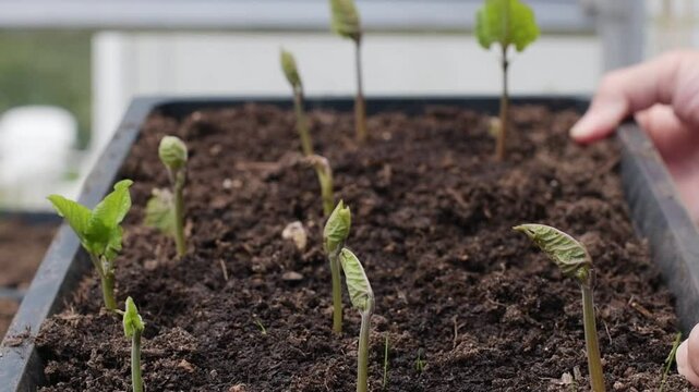 Moving a tray of runner bean vegetable seedlings in a greenhouse