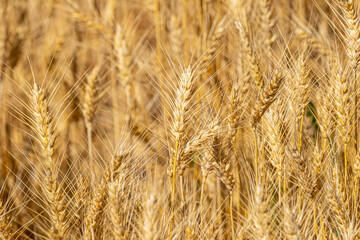 golden wheat field in summer, agricultural background concept