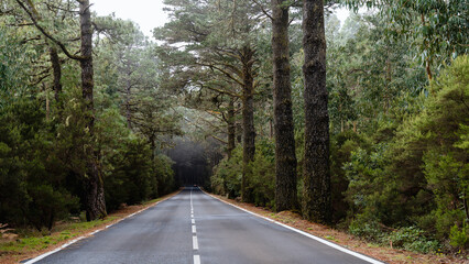 Obraz premium Road through a green forest on Tenerife. El Teide National Park, Canary Islands, Tenerife, Spain.