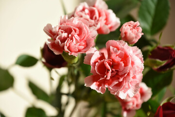 カーネーション