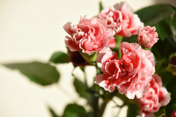 カーネーション