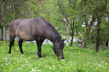a brown horse with a bell on its neck nibbles grass on a green meadow
