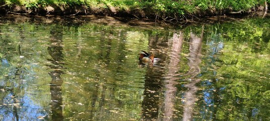 wild duck in the pond