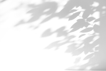 shadow overlay effects of realistic window and tree branch shadow with light blur on transparent background,Summer sunlight and shadow overlay effect © Cool-Hunter