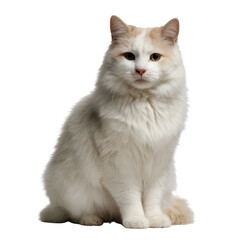 A fluffy, elegant cat with soft fur and a calm demeanor, sitting gracefully against a white isolated background.