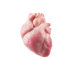 Fototapeta premium A realistic depiction of a raw animal heart, showcasing intricate details and textures, ideal for educational, culinary, or anatomical purposes, on a white isolated background.