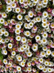 flowers in the garden