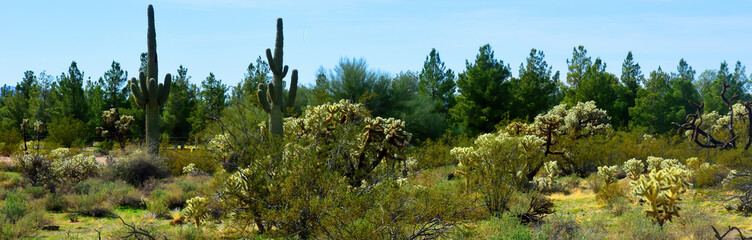 Early Spring Landscape Sonoran Desert Arizona