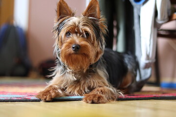 yorkshire terrier portrait