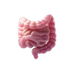 Detailed illustration of human intestines on a white isolated background, highlighting the structure and shape for educational and medical purposes.