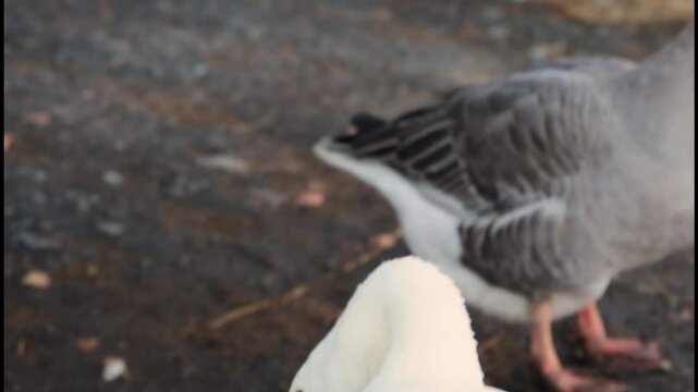 white goose eating cabbage leaf in organic farm yard. portrait close up