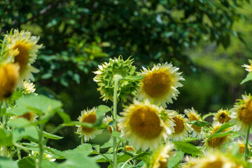 緑陰に咲く夏の向日葵の群生