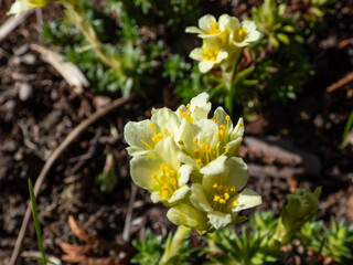 Saxifrage (Saxifraga sp.) flowering with white and yellow flowers of five petals in rock garden in early spring