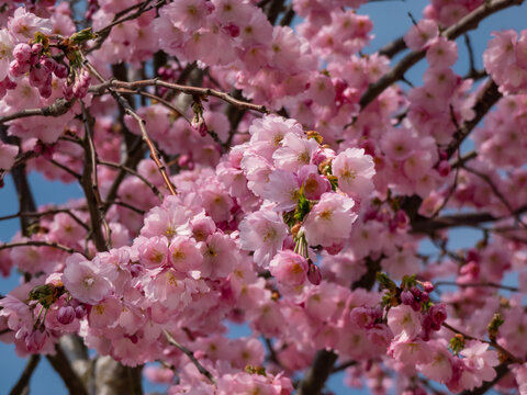 Delicate pink flowers of Cherry blossom or the Japan pink sakura with blue sky in background in spring