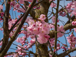 Delicate pink flowers among branches of Cherry blossom or the Japan pink sakura with blue sky in background in spring