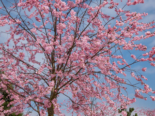 Cherry blossom or japanese pink sakura flowering with pink flowers in spring with blue sky in background