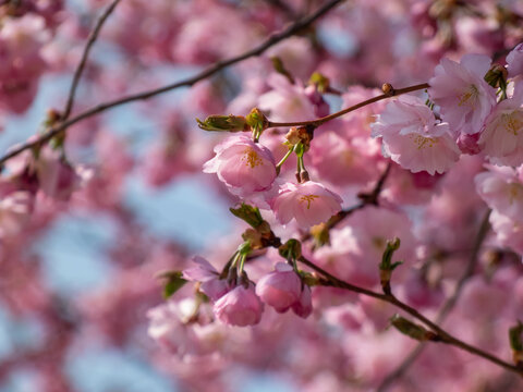 Cherry blossom or japanese pink sakura flowering with pink flowers in spring with blue sky in background
