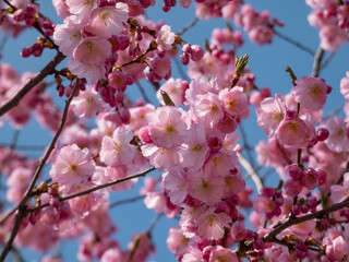 Fototapeta premium Cherry blossom or japanese pink sakura flowering with pink flowers in spring with blue sky in background