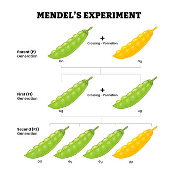 Green and Yellow Pea Plant Gregor Mendel's Cross Pollination Experiment, educational medical poster design healthcare scheme, labeled inherited parent, first and second generation recessive traits.