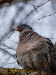 The common wood pigeon (Columba palumbus) - grey with the white on its neck and wing and green and white patches on neck sitting on a tree