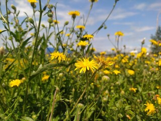 Obraz premium dandelions in the meadow