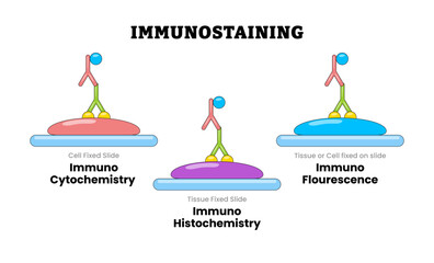 Immunostaining, educational medical poster design healthcare scheme, labeled Immunocytochemistry ICC, Immunofluorescence IF, Immunohistochemistry IHC