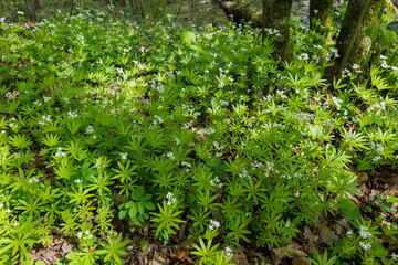 Bedstraw 'Galium odoratum'. Beautiful white small flowers. Overgrown forest litter. Spring in the forest
