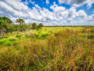 View over prairie at the Big Cypress Bend Boardwalk in Fakahatchee Strand Preserve State Park in southwest Florida USA