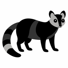 Fototapeta premium Civet with white background 