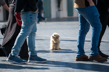 Legs of walking people, small dog sitting 