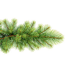 A close up view of a green pine branch against a black background isolated shot