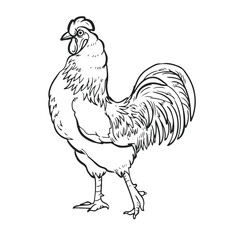 a serous looking rooster ready for a fight vector illustration. Simple drawing