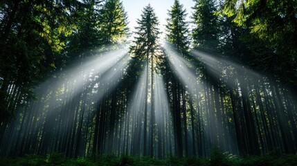 Obraz premium Sunbeams in Mystical Forest, Nature Photography