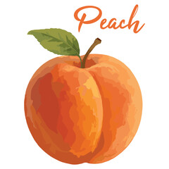 peach fruit in watercolor illustration style, isolated vector on white background