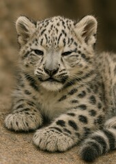 Fototapeta premium Adorable snow leopard cub resting.