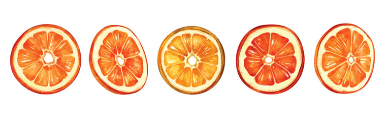 Watercolor Orange Slice Vector Set. Citrus Fruit and Fall Garland elements Clipart. For kitchen decor, citrus branding, seasonal invites, and rustic autumn scenes.